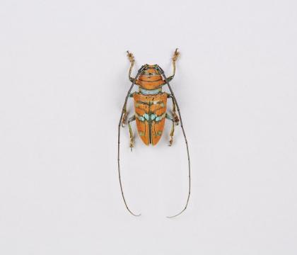 Sternotomis ornata