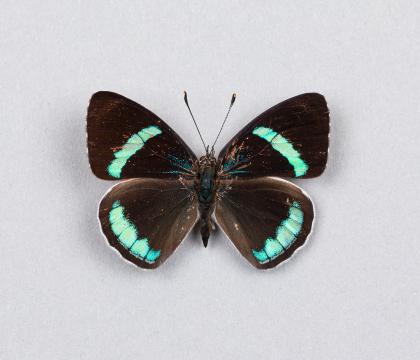 Diaethria neglecta