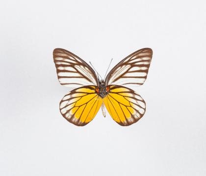 Prioneris thestylis