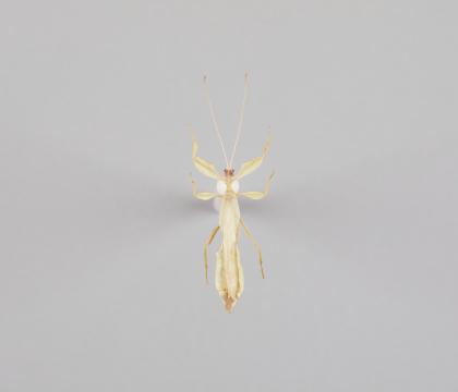 Phyllium celebicum