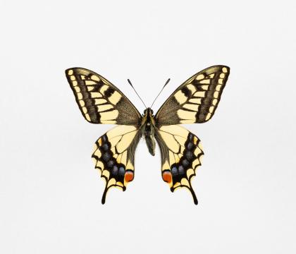 Papilio machaon