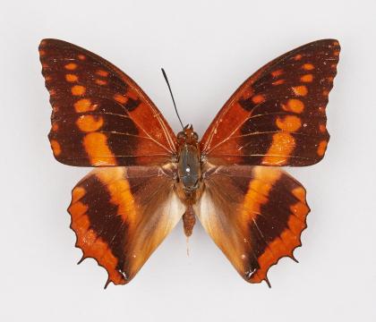 Charaxes cynthia cameroonensis