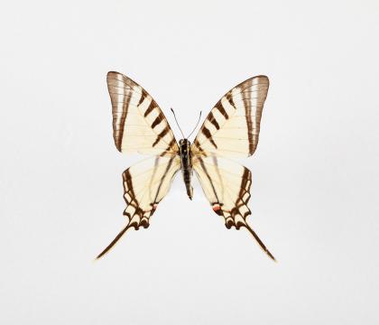 Eurytides agesilaus