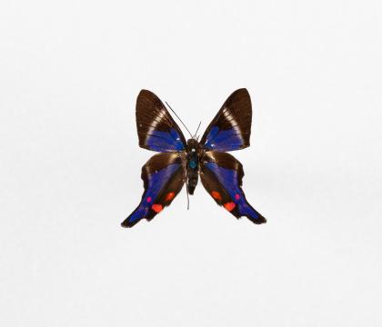 Rhetus periander