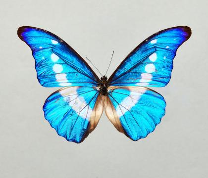 Morpho helena