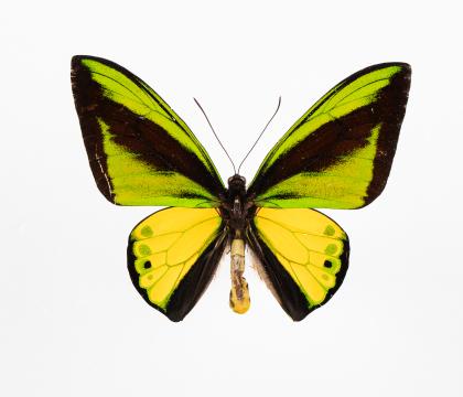 Ornithoptera goliath supremus