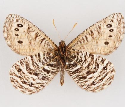 Oeneis uhleri varuna