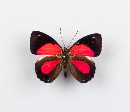 Palulogramma peristera