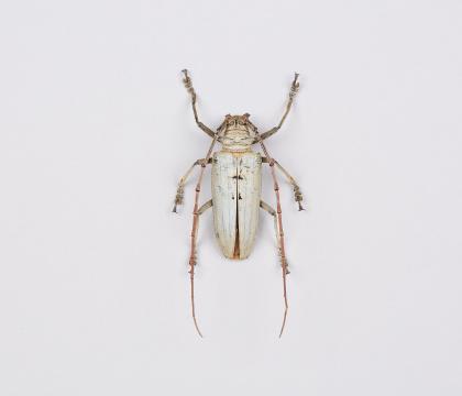 Rosenbergia lactiflua