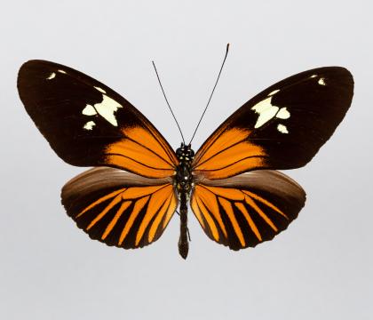 Heliconius xanthocles