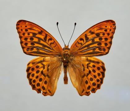 은줄표범나비