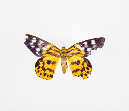 Dysphania militaris