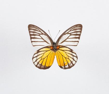 Prioneris thestylis