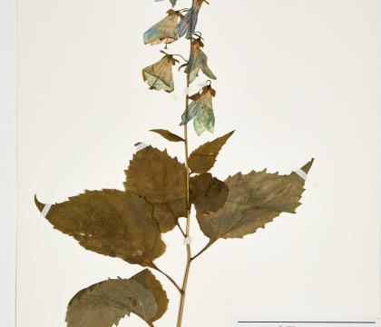 모시대