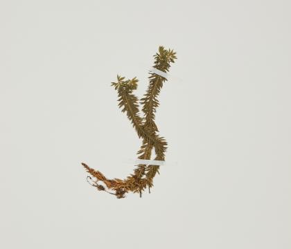 뱀톱