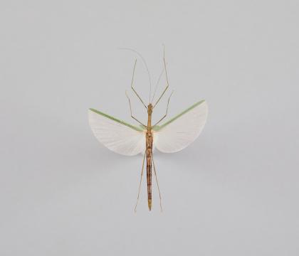 Necroscia affinis