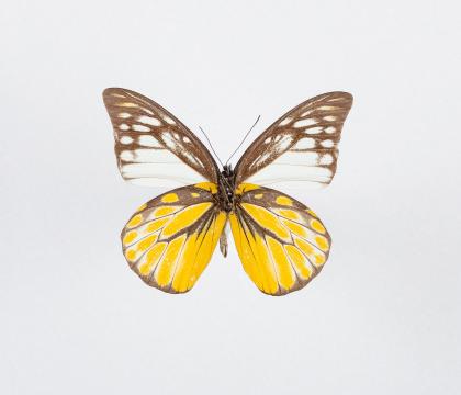 Prioneris philonome