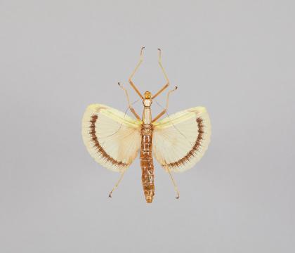 Tagesoidea nigrofasciata