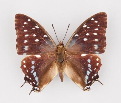 Charaxes etesipe stesipe