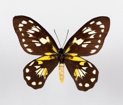 Ornithoptera victoriae epiphanes