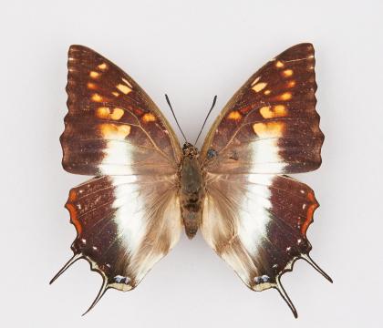 Charaxes cacuthis