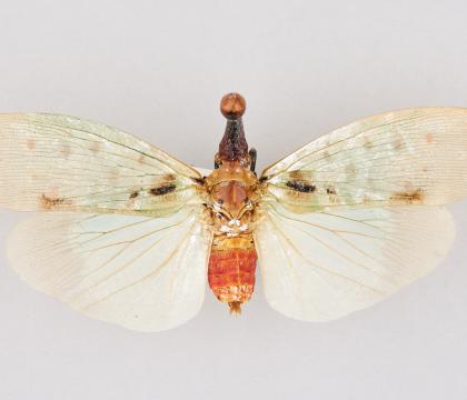 Pyrops clavata mizunumai