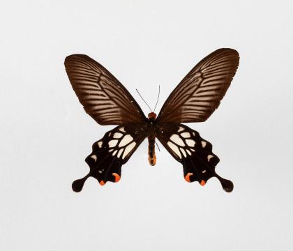 Atrophaneura coon