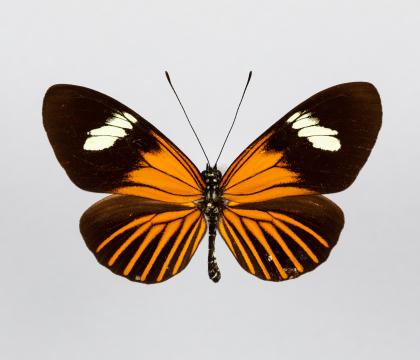 Heliconius xanthocles