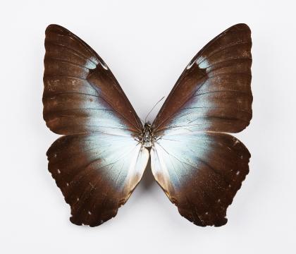 Morpho cisses gahua