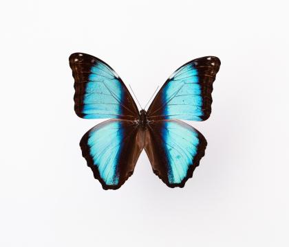 Morpho deidamia 