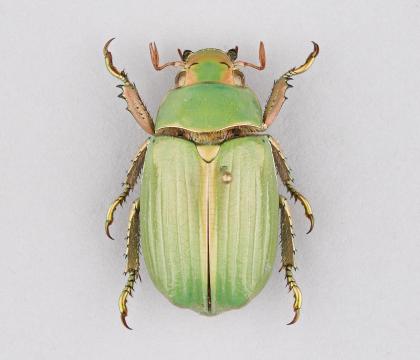 Chrysina lacordairei