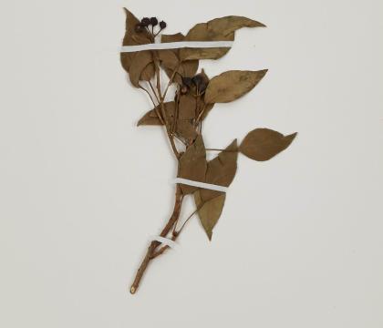 송악