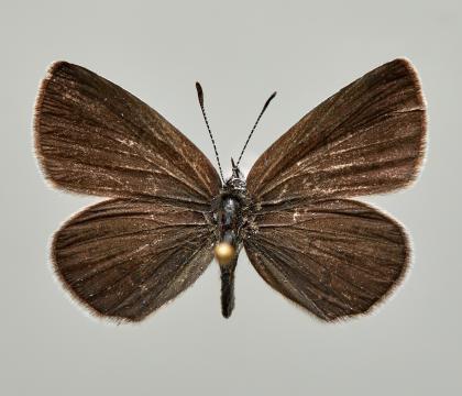 꼬마부전나비