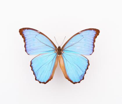 Morpho didius
