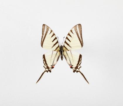 Eurytides agesilaus