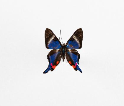 Rhetus periander