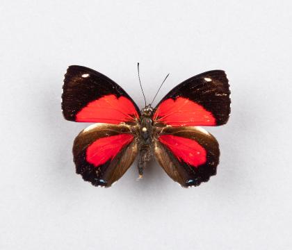 Palulogramma peristera