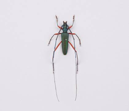 Chloridolum itoi
