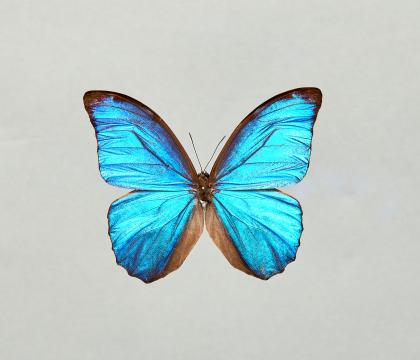 Morpho menelaus