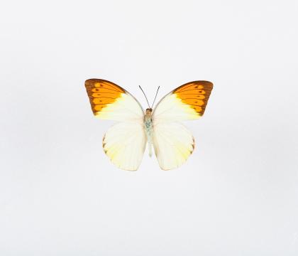 Hebomoia glaucippe