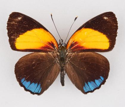 Callicore eunomia
