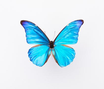 Morpho rhetenor