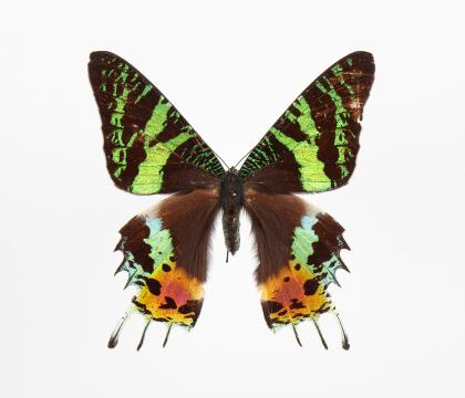 Chrysiridia(Urania) rhipheus