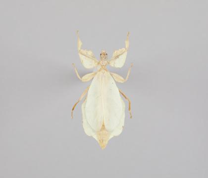 Phyllium celebicum