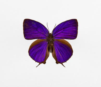Arhopala hercules