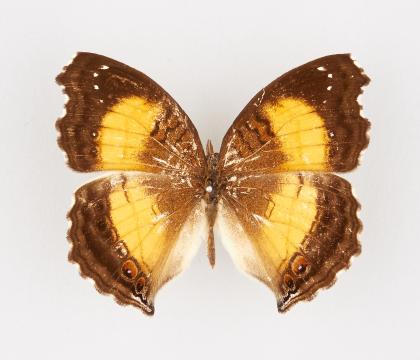 Junonia terea tereoides