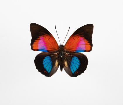 Agrias claudina lugens * Prepona dexamenus