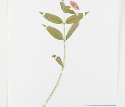 동자꽃