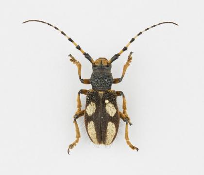 Arctolamia cruciatus