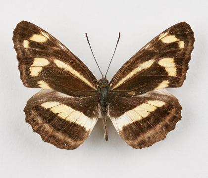 중국황세줄나비